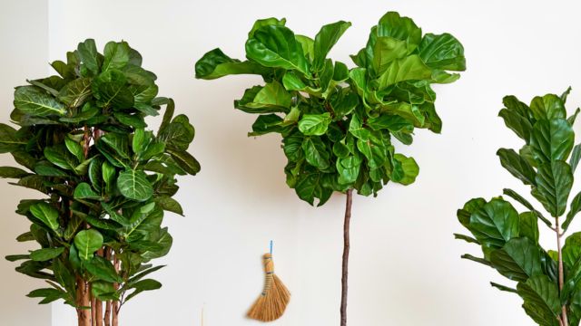 Check Out the Most Searched Houseplant in the US