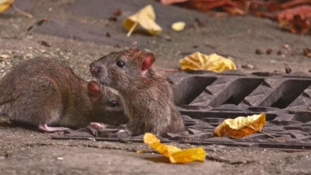 This City is the Most Rodent-Infested in Entire US Country