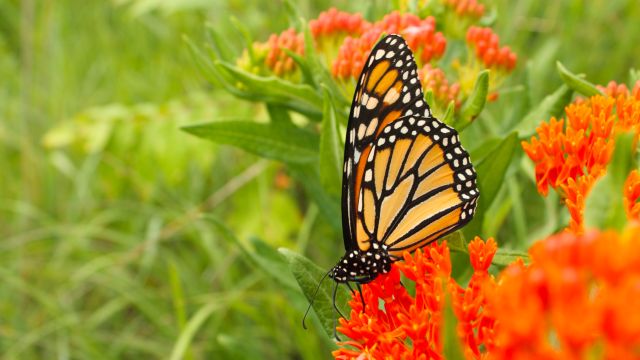 Northern Michigan Town Has a Garden That is Famous as the Butterfly-friendly Garden