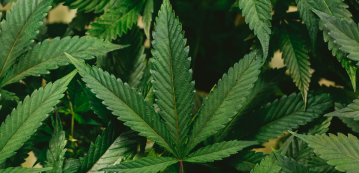 7 Alaska Cannabis Laws