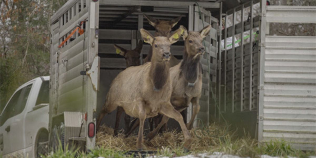 KDFWR won 2023 Wildlife Restoration Award for Southeastern Kentucky elk reintroduction