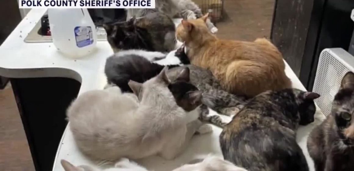Sheriff arrest Tampa schoolteacher after finding over 300 animals crammed in mobile home