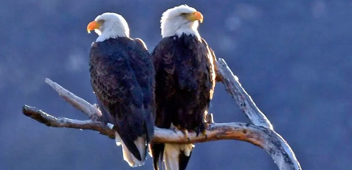 Two men face charges for slaughtering 3,600 birds, including protected eagles, for illegal sale