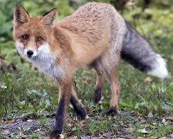 Rabid fox killed in Peekskill